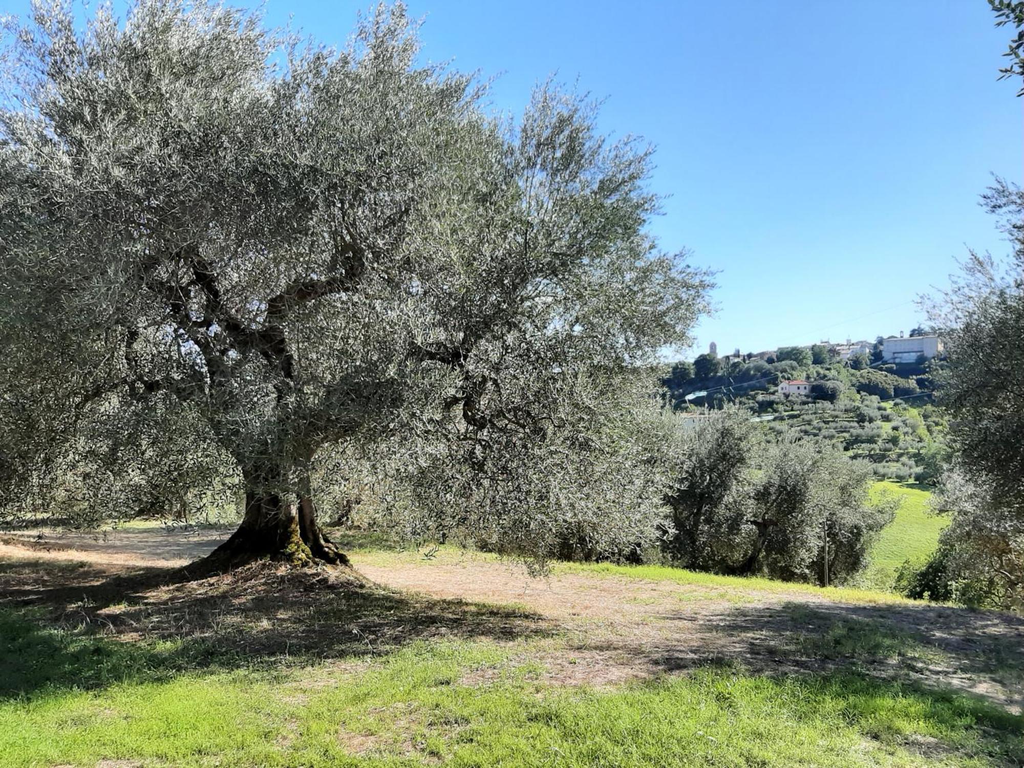 Montebello Degli Olivi Chiusi Exterior foto